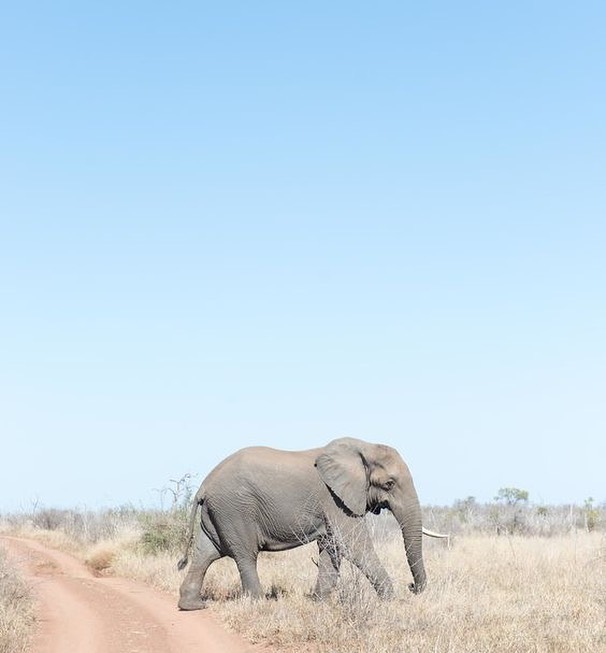 Ivory Ella - $1.9 million donated to Save the Elephants and other charitable organizations since 2015, and we're still going! We are continually inspired by our loyal community, and know that when we...