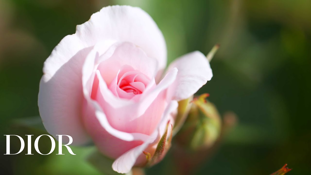 Le Jardin Dior de La Rose: Where Passion Meets Expertise