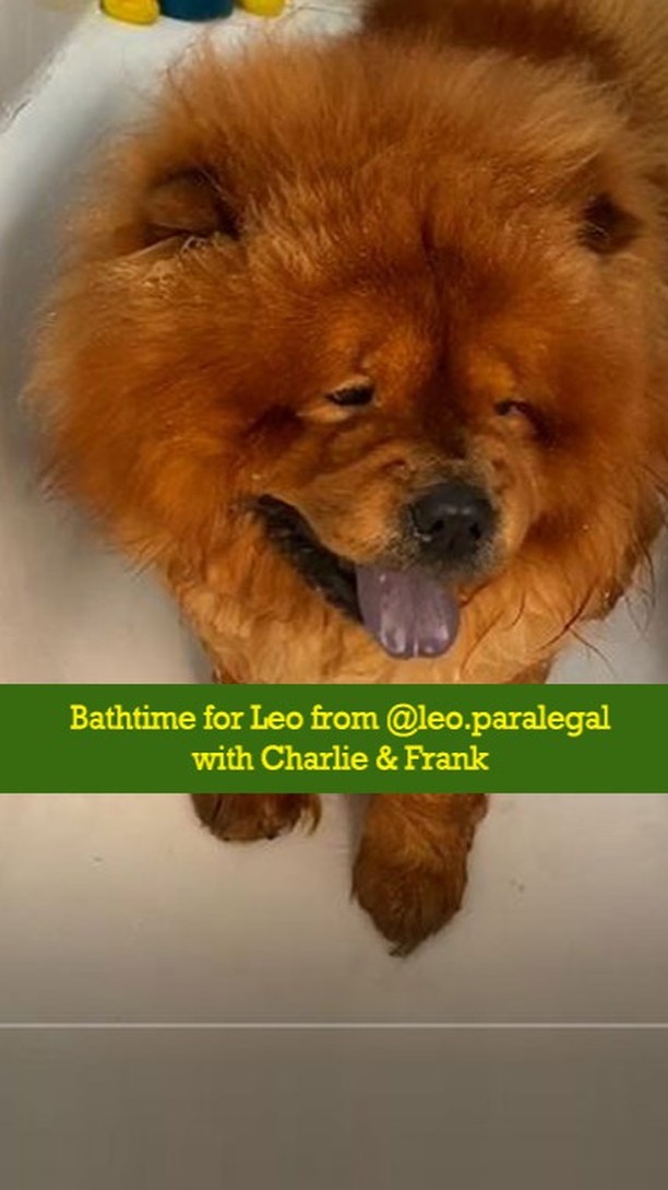 iHerb - It's bathtime for Leo and his Mom, Linda, is using Charlie and Frank's shampoo and grooming mist to make sure he's fresh and smelling good.  Adding the dog paw balm afterwards ensures hydrated...