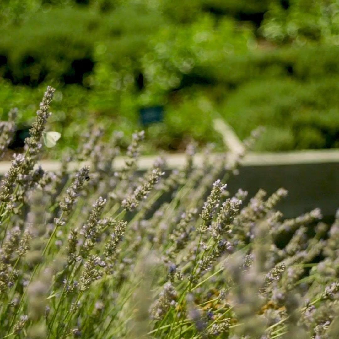 Yves Rocher France - Les papillons semblent, eux aussi, apprécier la Lavande du jardin de la @lagreedeslandesyvesrocher ! 💜 
Et pour faire le plein d'ondes positives, rendez-vous sur le compte @yvesr...
