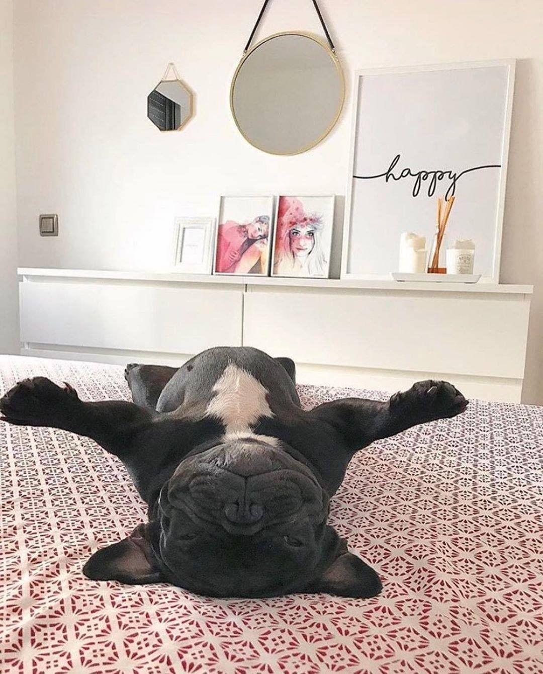 Dresslily - 🐶Monday vibes! 
#dresslily 
Pict credit @my_homely_decor 
#dresslily