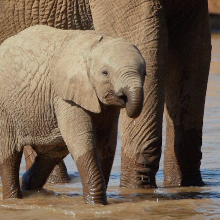 Ivory Ella - This is BIG: World Elephant Day is almost here! We celebrate this day every year to further raise awareness around the unfortunate fact that elephants as a species are in danger. In honor...