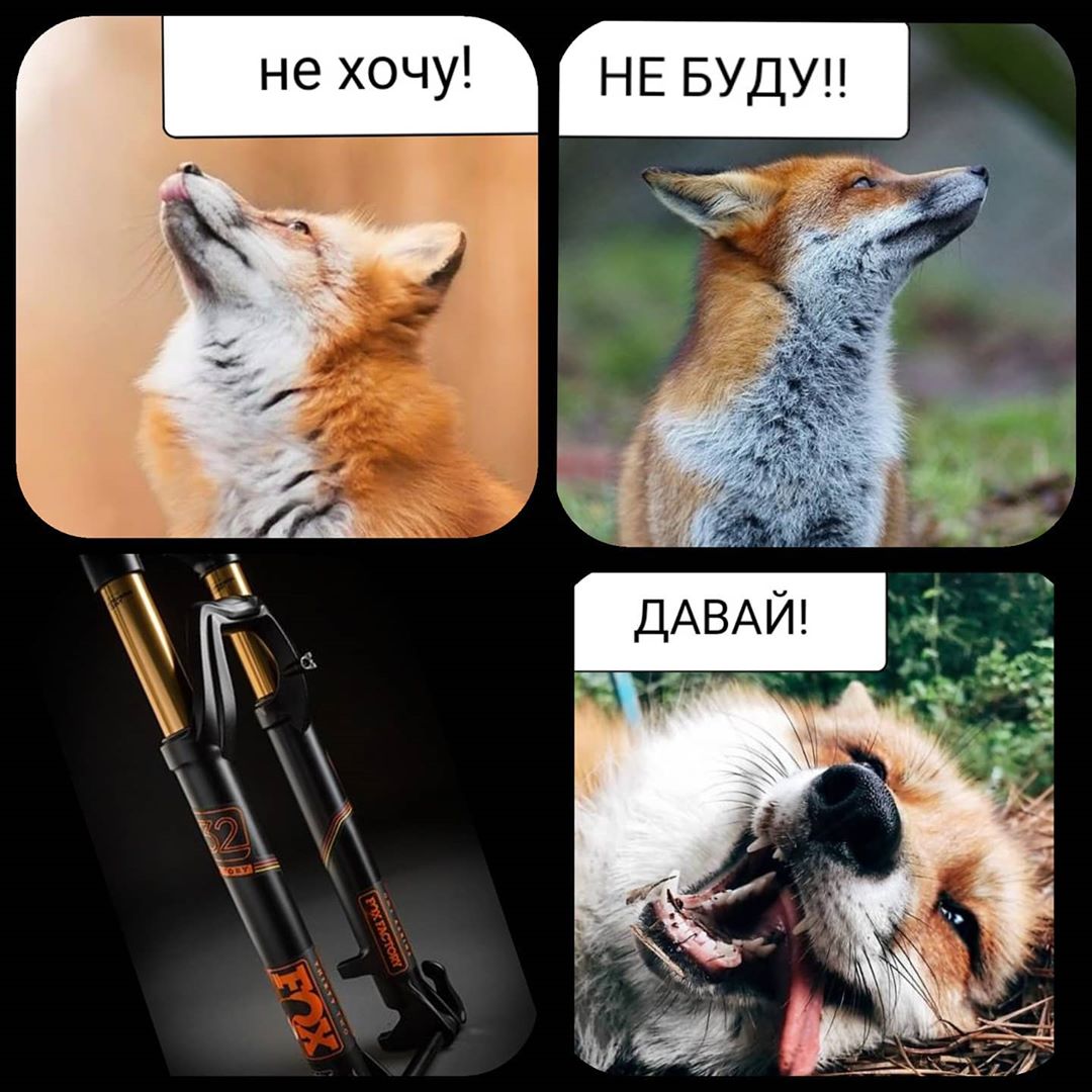 VeloSklad - Все любят Fox #МаксМорель #ВелоСклад #VeloSklad