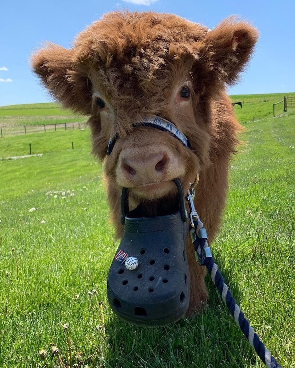 Crocs Shoes - Here is your daily dose of Crocs coming from @yourdailydoseofcows. 📸 Ollie @hickoryhearthhighland