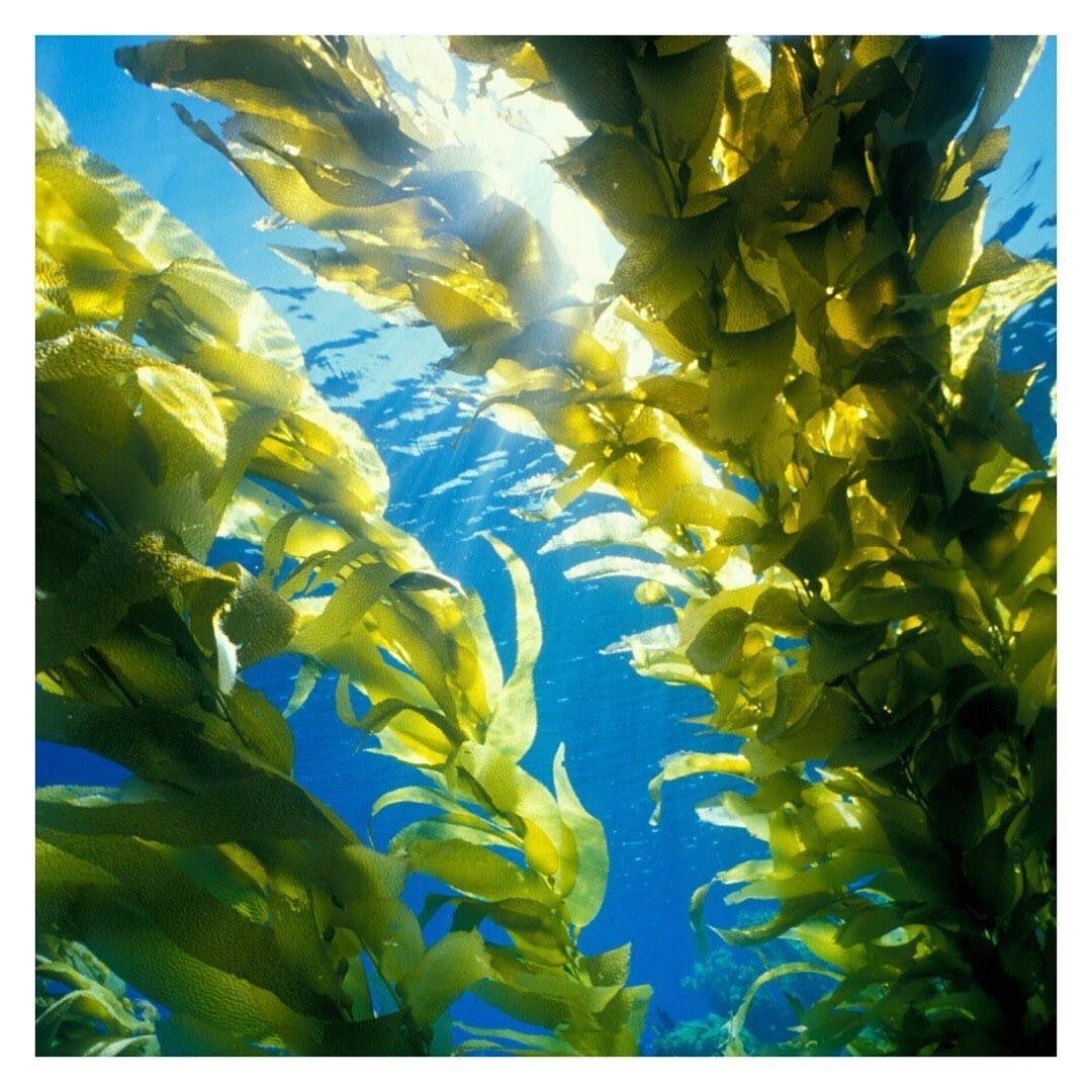 Thalgo France - THALGO et Aurore Asso s’engagent pour préserver la biodiversité marine.⁠⠀
La charte d’engagement THALGO oeuvre pour la préservation de la biodiversité des ressources marines. Nous adop...