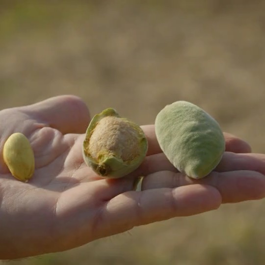 Perlier USA - The town of Avola in Sicily, is special for many reasons, but especially for the Avola almonds which are harvested in the countryside.  Apart from the delightful scent you can smell waft...