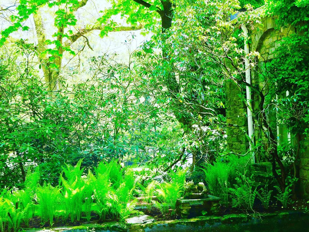 Kat Burki - This morning, after a good rain last night the fern shot up and is thriving. I have fought to keep fern gardens as my husband looks at it as a weed and keeps wanting to take them out. Rhod...