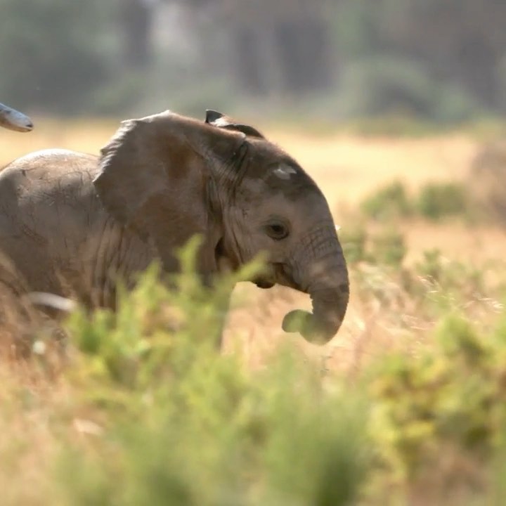 Ivory Ella - Did you know that at birth, some baby elephants already way over 200 pounds? That's a lot of cuteness to handle 💕 🐘 #IvoryElla #SaveTheElephants