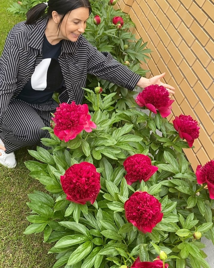 Екатерина Стриженова - Рубрика «Почему у соседа лучше?» У меня только появились бутоны ,а у  @galinazueva уже благоухают пионы всех сортов и цветов !!!#пионы #подмосковье #лето