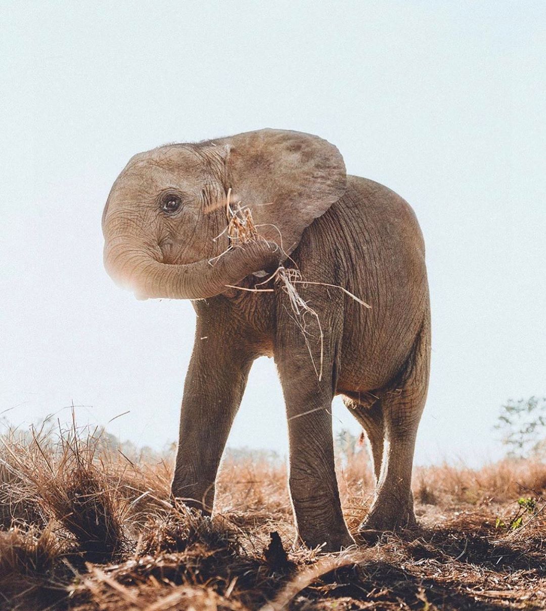 Ivory Ella - The bad news is, without urgent action to save the species, elephants could disappear from the wild within a single generation. The good news? You can help us save them. 10% of all our ne...