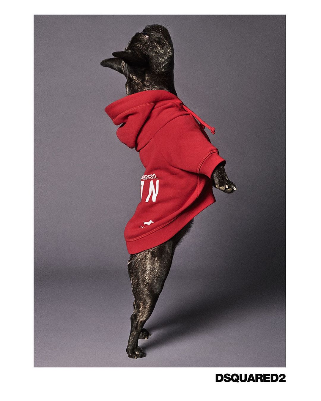 DSQUARED2  - Dean & Dan Caten - #D2XPOLDO: for your furry friends. Launching the first ever dog collection in collaboration with @poldodogcouture. Discover all pieces at Dsquared2.com  @ichbinhildegar...