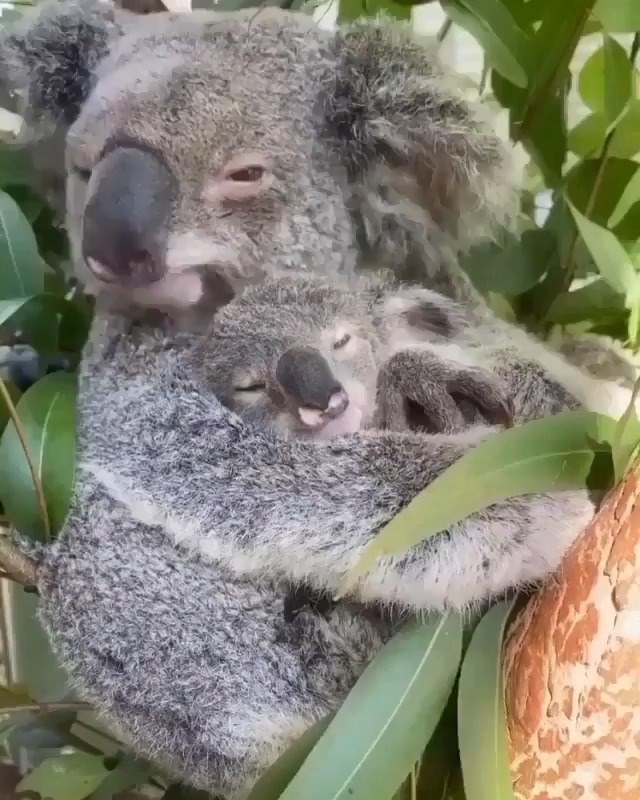 Dresslily - 💕Mommy and baby Koala! 
👉Tag your friends! 
#dresslily