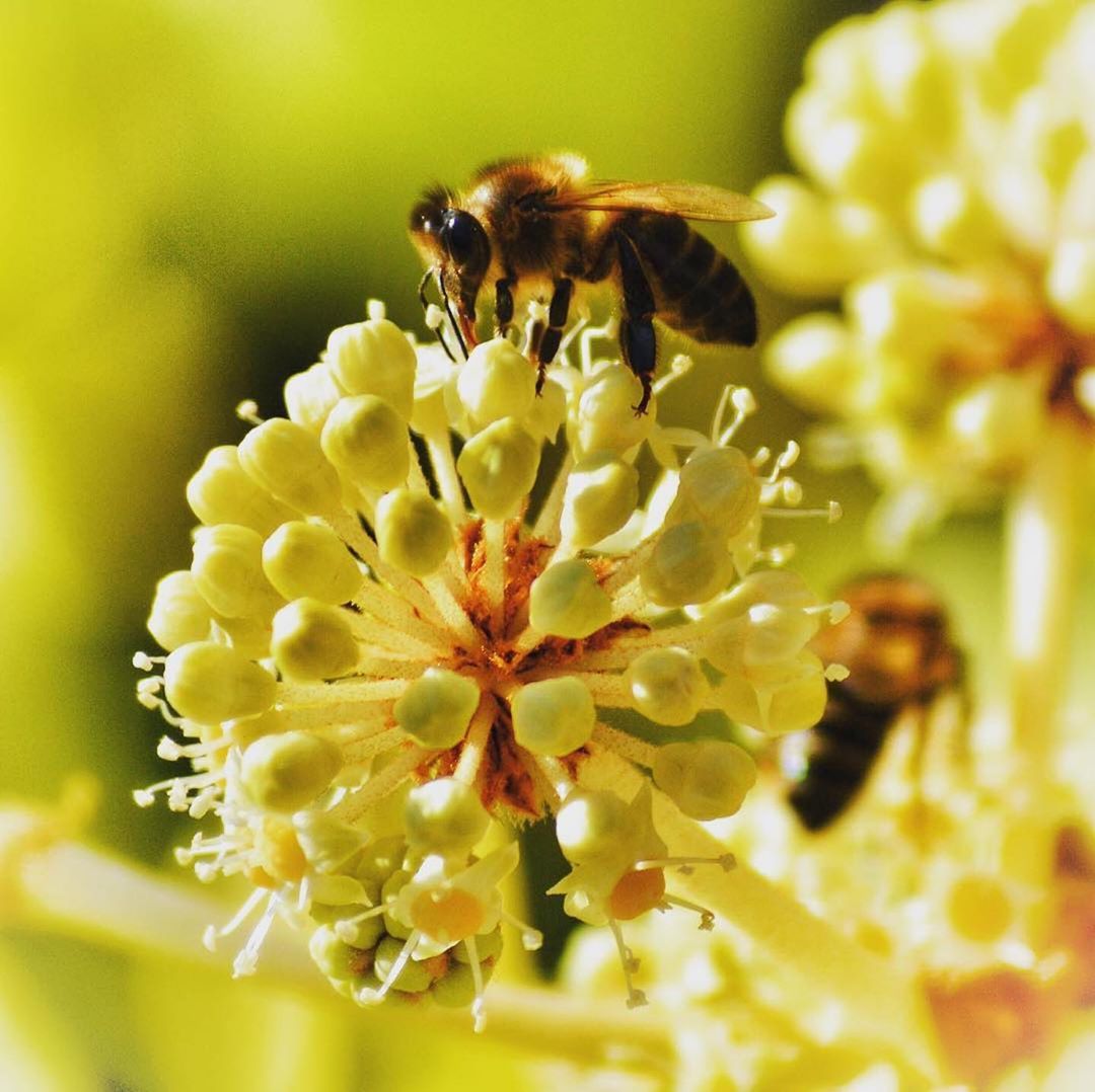 Perlier USA - Our Imperial Honey Collection is unique because of the honey we use, which comes from the Sicilian Bee.  It's a very dark bee, almost black, which is currently at a high risk of extincti...