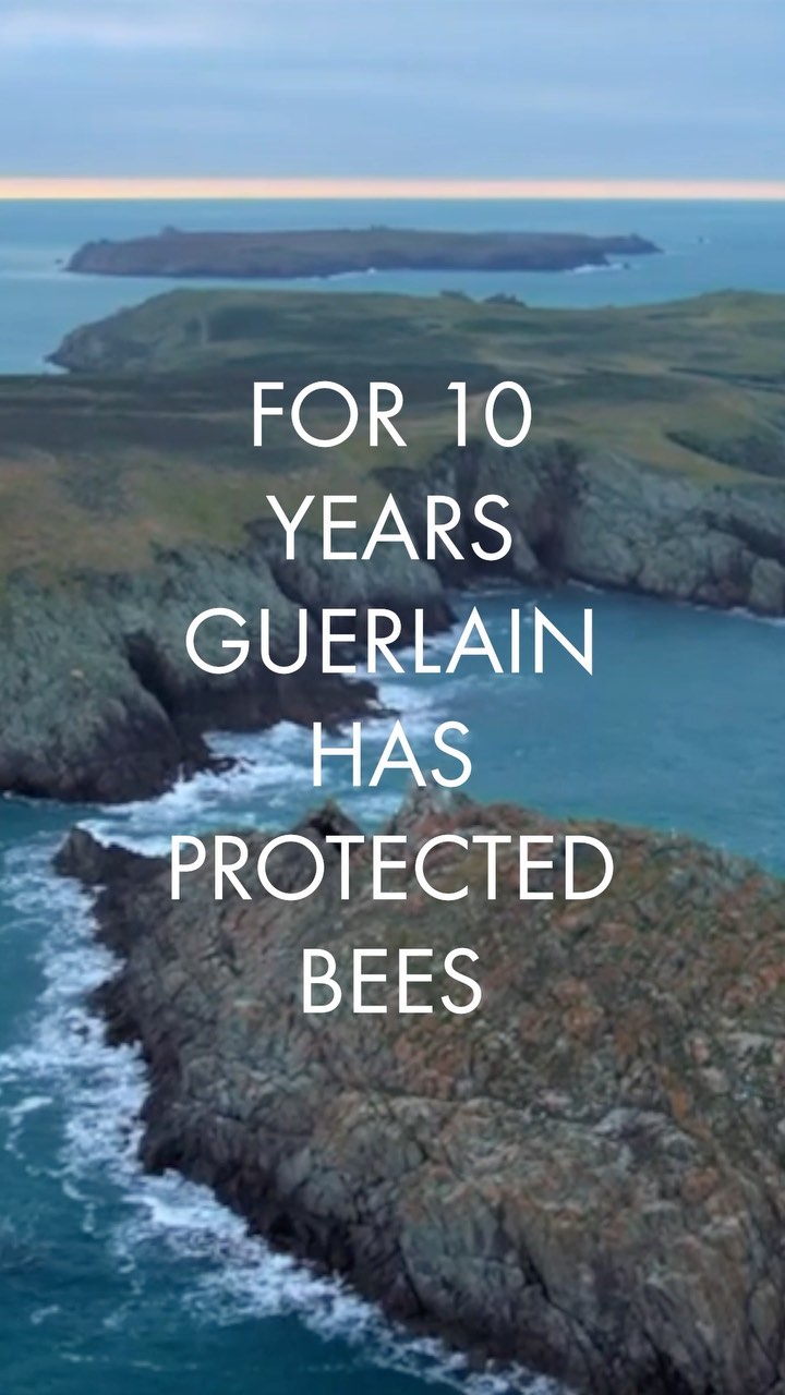 Guerlain - Our commitment to Ouessant isn't just about the bees themselves. We're proud to work alongside local organisations, such as Brittany

Black Bee Conservation Association - of which Guerlain...