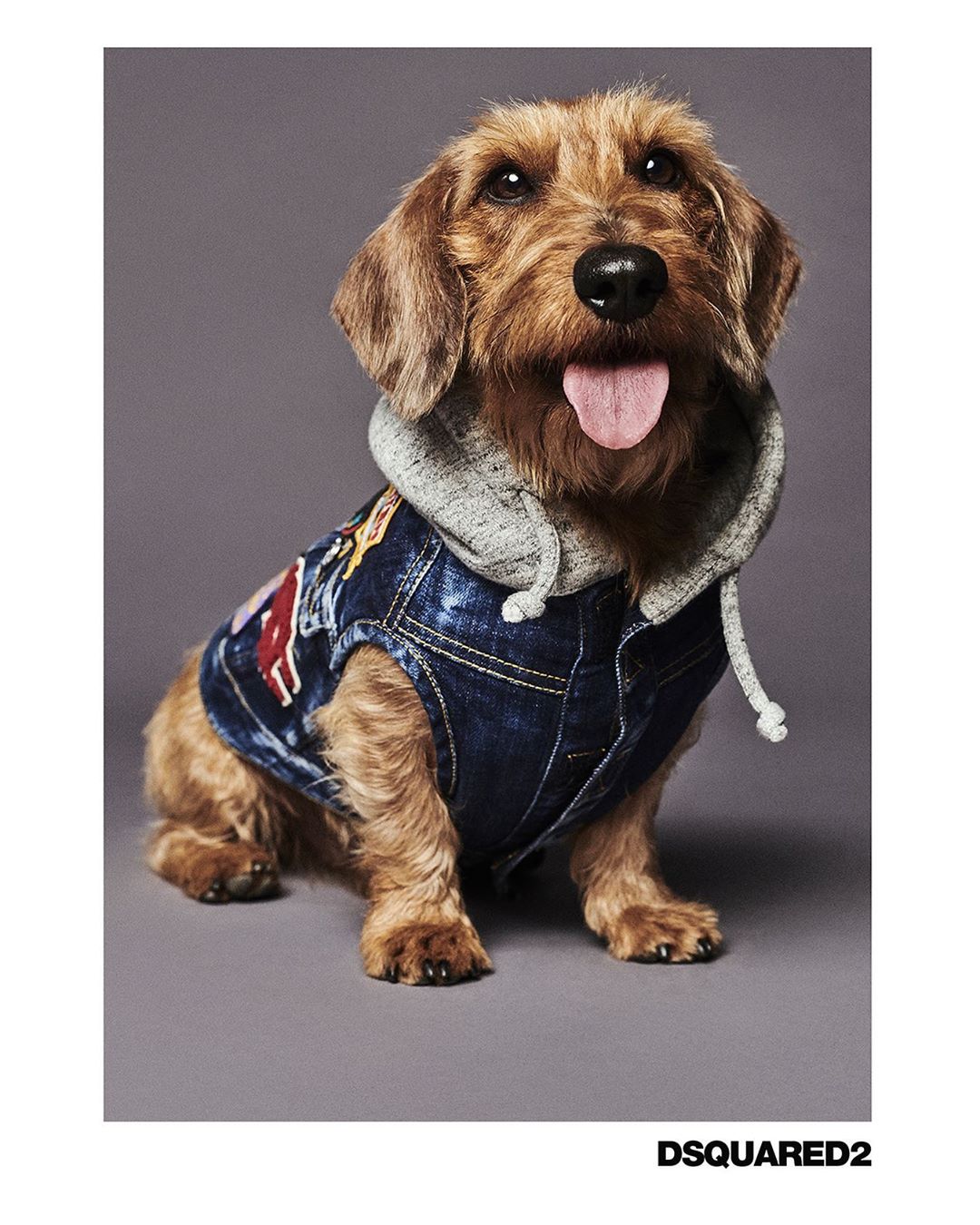 DSQUARED2  - Dean & Dan Caten - #D2XPOLDO: denim and patches. Let your furry friend shine in #dsquared2 x @poldodogcouture #D2WOOF