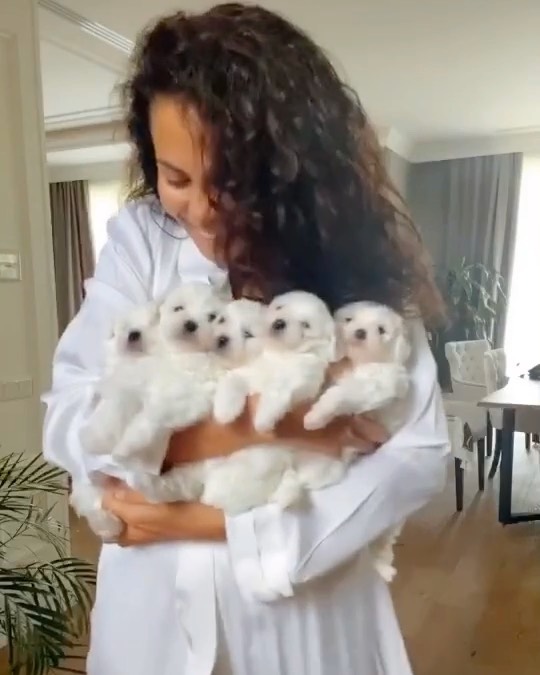 NK | Nastia Kamenskykh - Pure happiness 🤍🤍🤍
⠀
#puppies #purelove #bichonfrise