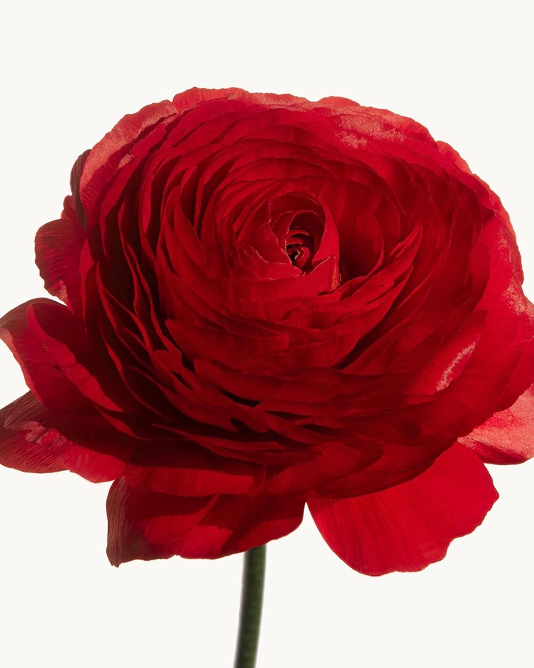 narciso rodriguez - NARCISO eau de parfum rouge: Bulgarian rose and iris sensually envelop a heart of musc.
#myrouge #narcisorouge #narcisorodriguezparfums #parfum #fragrance