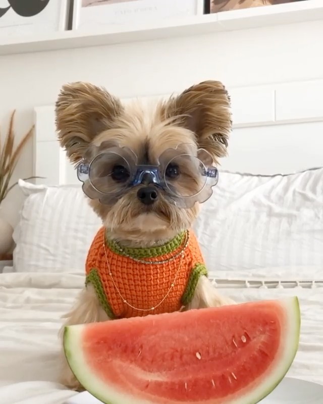 Ciaté London - This just made our day 🥰🍉 @duckytheyorkie #repost