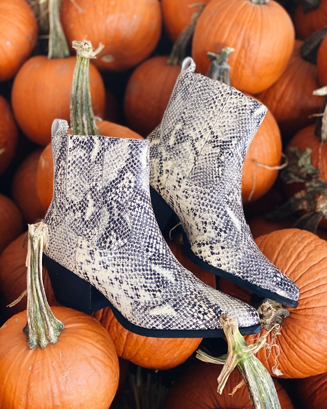 SHOEBACCA.COM - Give 'em pumpkin to talk about with these @Matisse Avery Booties! 🎃