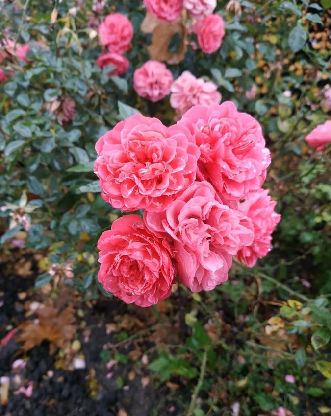 Rosa Folia ID Parfums. Меланхоличные розы4 Rosa Folia ID Parfums. Меланхоличные розы