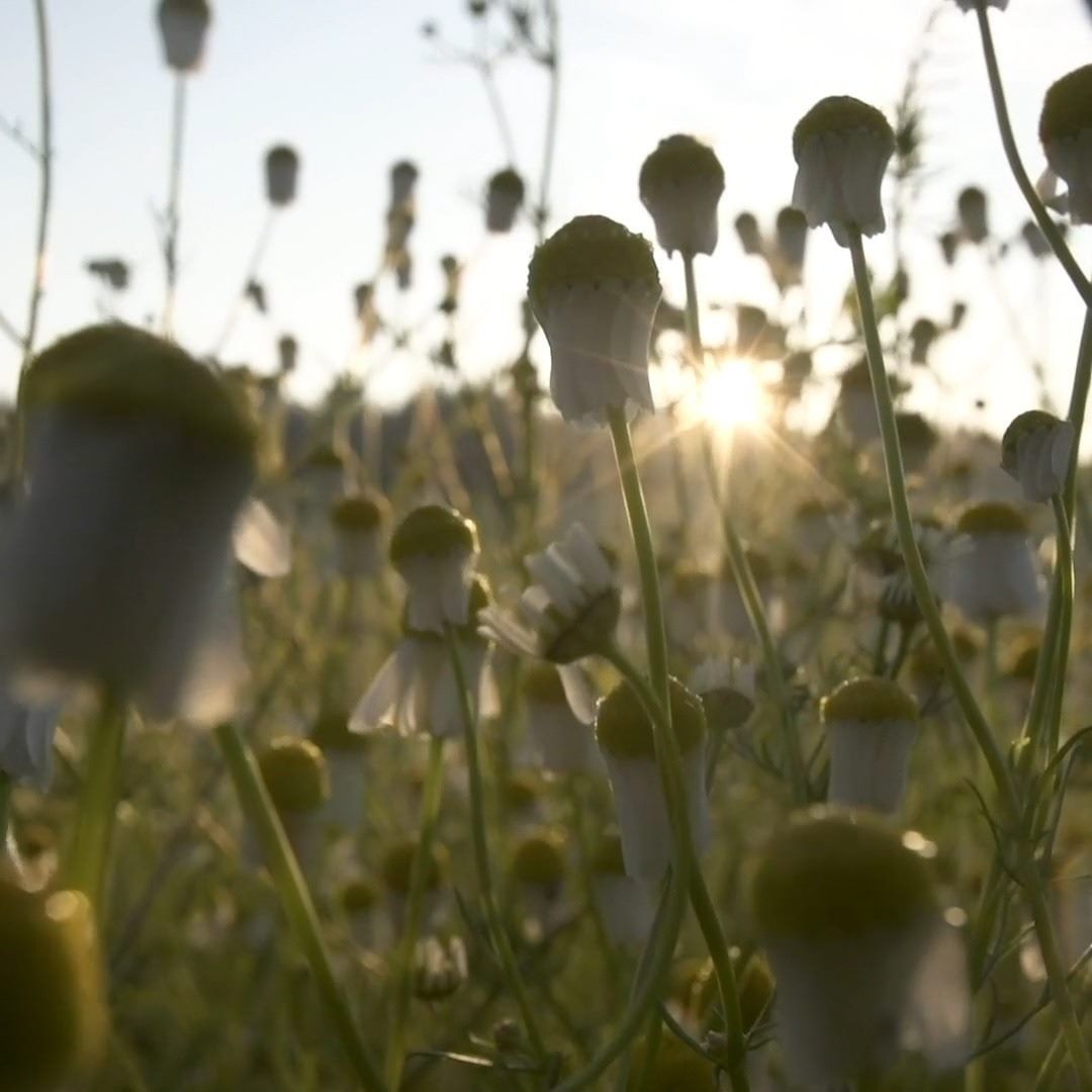 Yves Rocher France - Prenons le temps d'admirer nos fleurs de Camomille, encore endormies, qui semblent saluer le lever de soleil sur nos champs bio à La Gacilly, en Bretagne ! 
Et pour faire le plein...