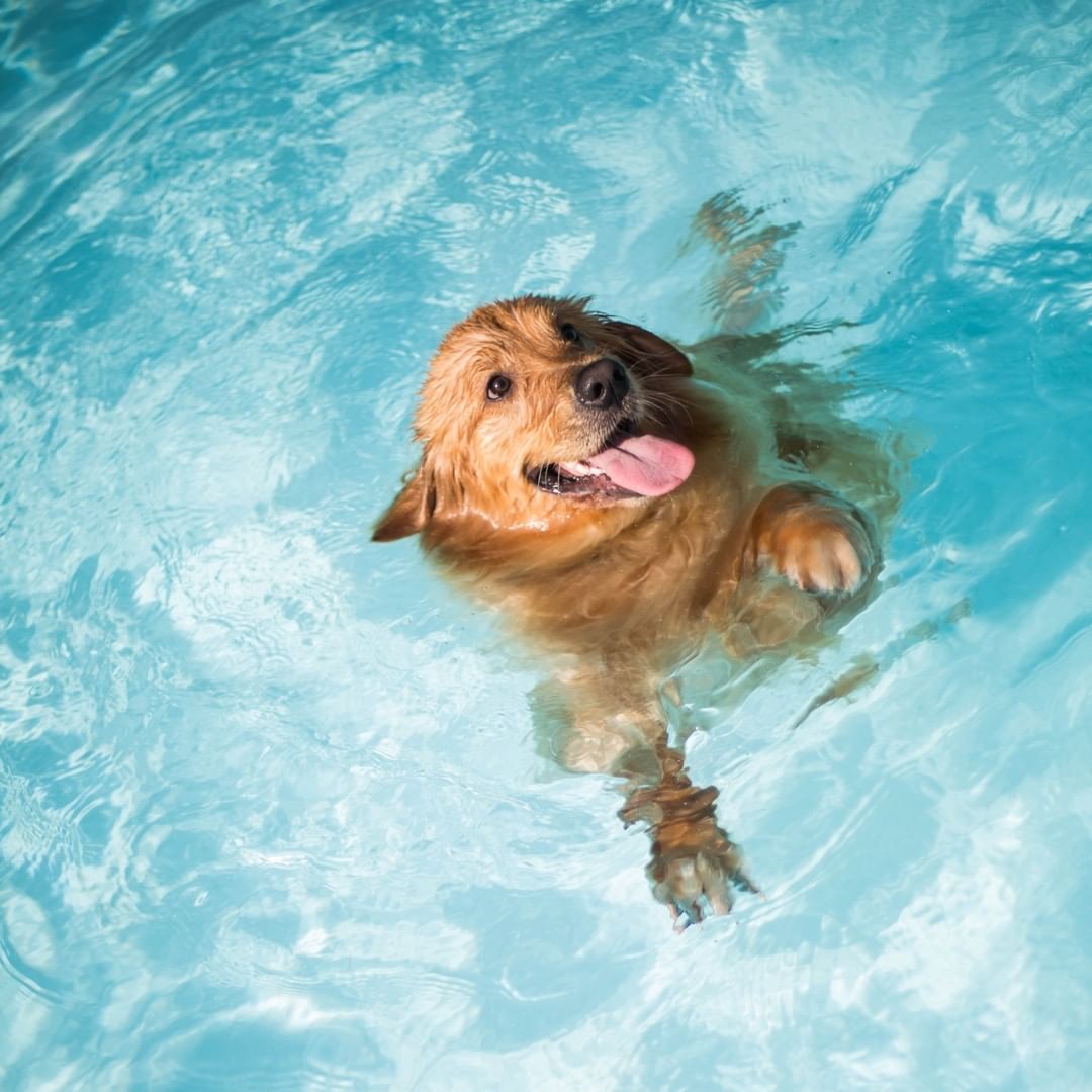 100% PURE - MOOD. 💦 🌞 Who else is jumping into the pool every chance they get? ⠀⠀⠀⠀⠀⠀⠀⠀⠀
⠀⠀⠀⠀⠀⠀⠀⠀⠀
This is also your reminder we're doing Free Shipping on all U.S. orders! Ends soon.⠀⠀⠀⠀⠀⠀⠀⠀⠀
⠀⠀⠀⠀⠀⠀⠀⠀...