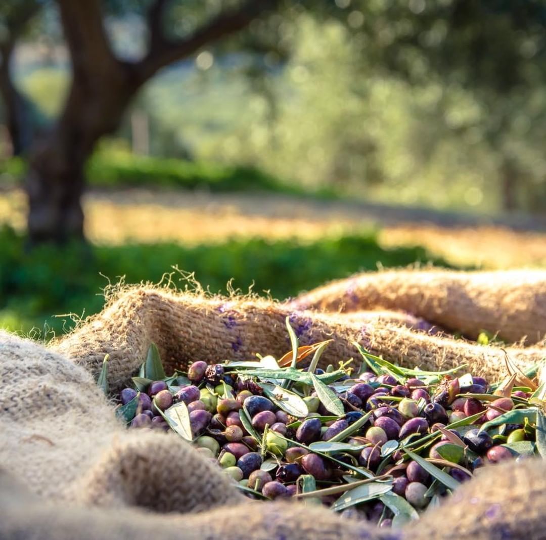 Le Petit Olivier - A la découverte du Moulin Cante Perdrix 🍃💚

Et si vous vous échappiez de la vie quotidienne et de l’effervescence de la vie citadine? 

Alors direction notre douce Provence où vous...