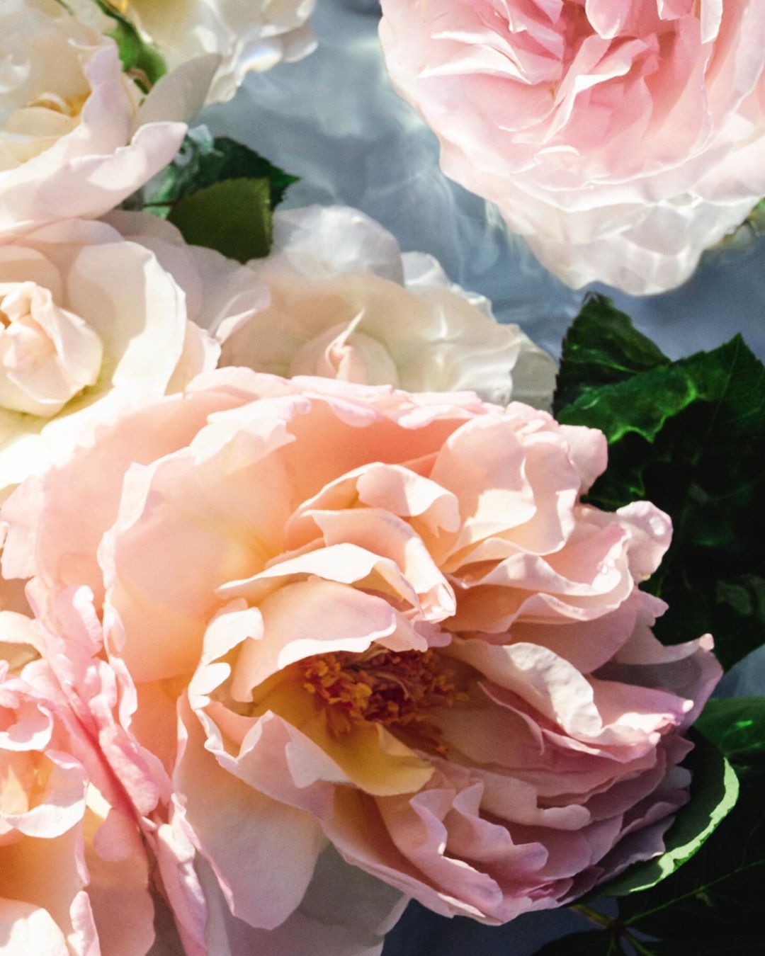 Guerlain - Sweet Bulgarian rose, blackcurrant and lychee blossom: Rosa Rossa is Aqua Allegoria's homage to the beautiful rose garden, with its timeless elegance and delicate beauty.

Aqua Allegoria: j...