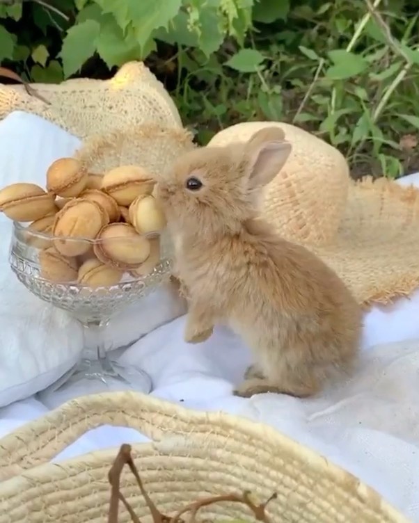 ToBeBlossom.ru - Какой завтрак 🥞 выбрали бы вы для себя 1️⃣-🔟,👇🏼 ведь так важно, чтобы он был не только вкусным, но и красивым😍