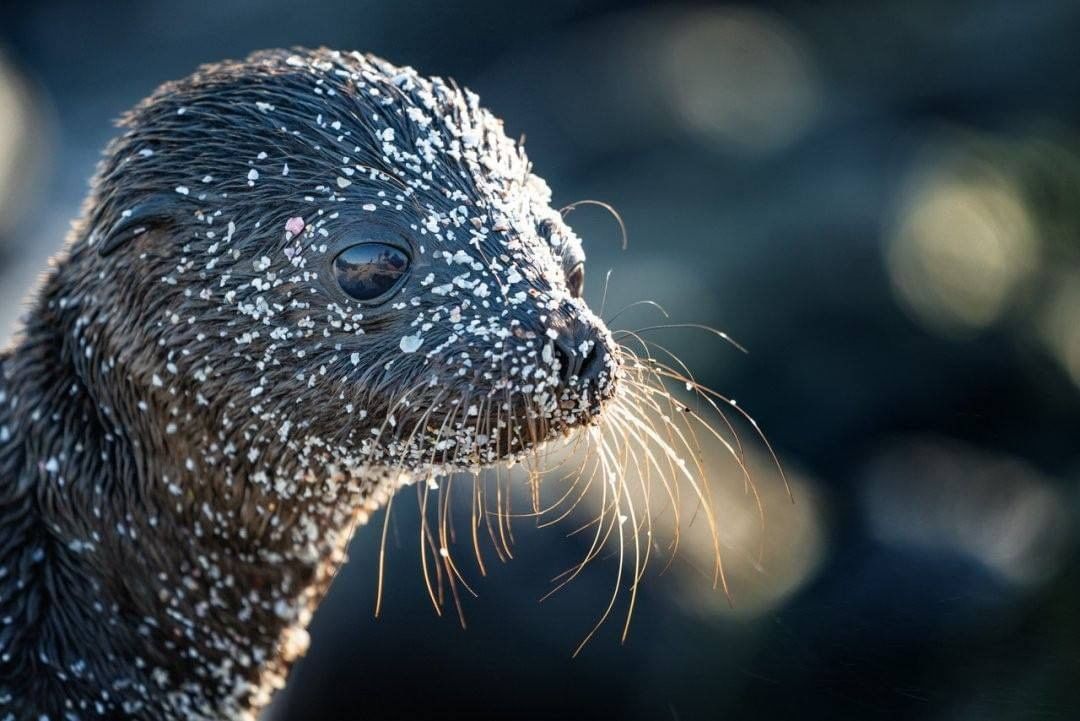 Newchic - 💟Protect Our Ocean!
👉Post by @natgeo, photo by @mitty 
"There is nothing more irresistible than a baby animal and, in my opinion, it doesn’t get any cuter than a baby sea lion! A few weeks o...