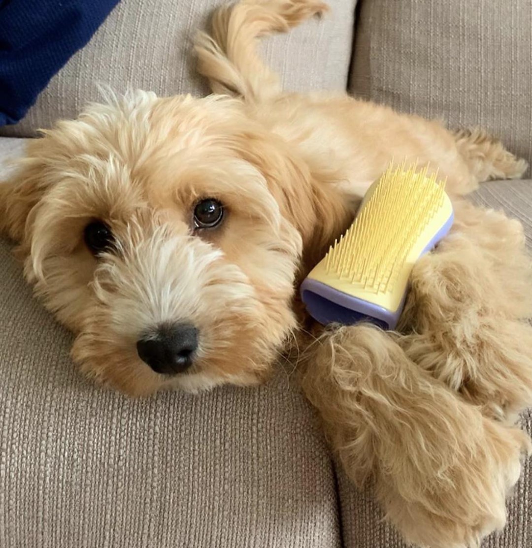 Tangle Teezer Hairbrush - Happy #WorldAnimalDay to all our four-legged friends at Tangle Teezer and @PetTeezer
@they.call.me.nugget
