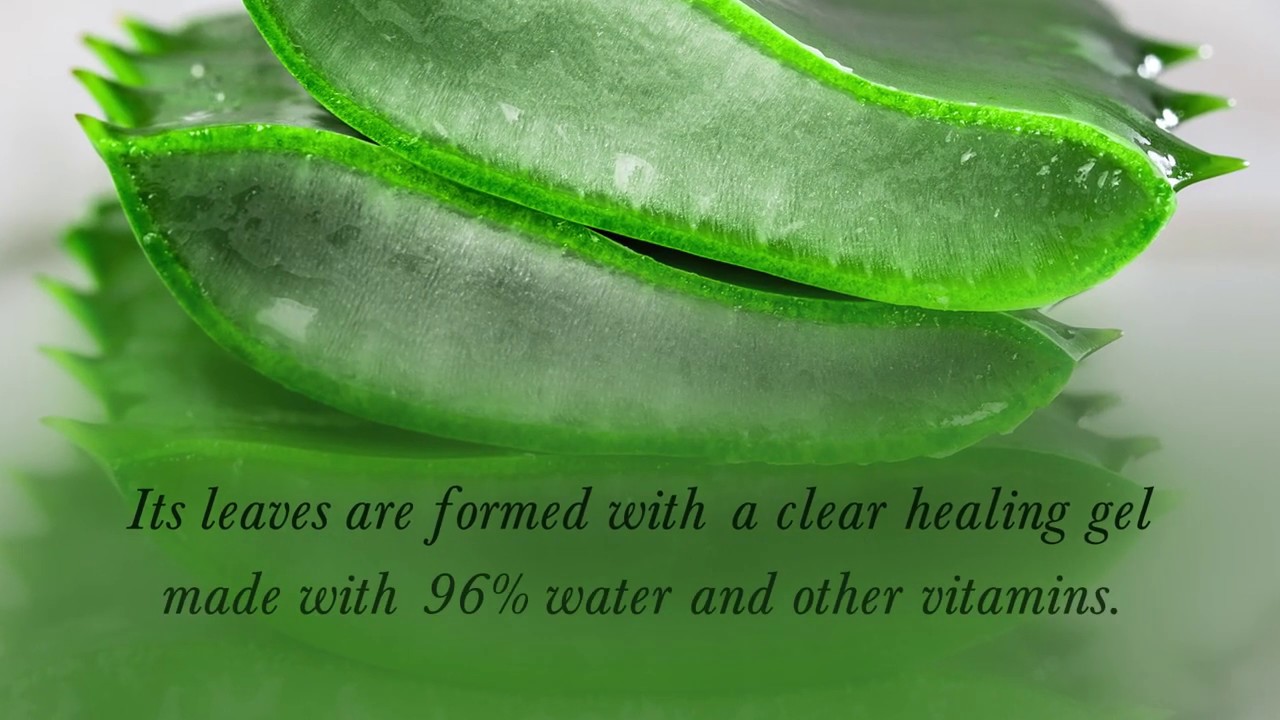 Benefits of Fresh #AloeVera For Skin | Forest Essentials