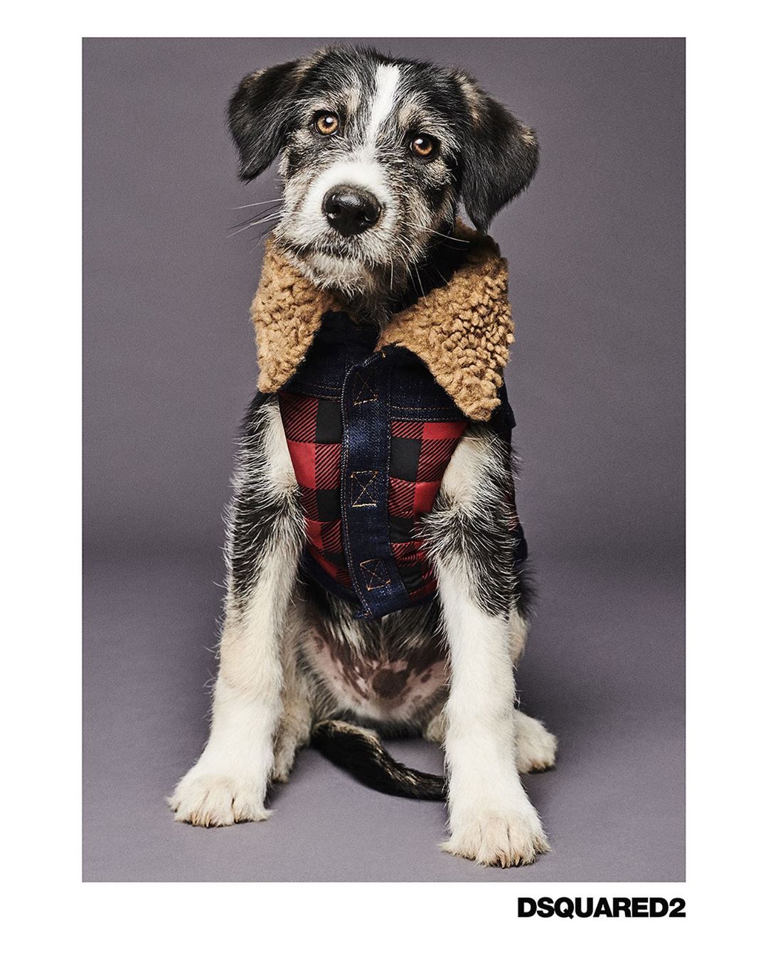 DSQUARED2  - Dean & Dan Caten - #D2XPOLDO: the collection for all #dsquared2 dogs out there. All pieces at Dsquared2.com @poldodogcouture @argentovivosilversideofthemoon #D2WOOF