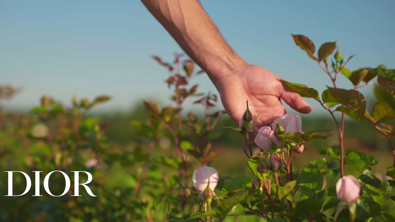 Le Jardin Dior de La Rose: The Art of Dior Rose Harvest