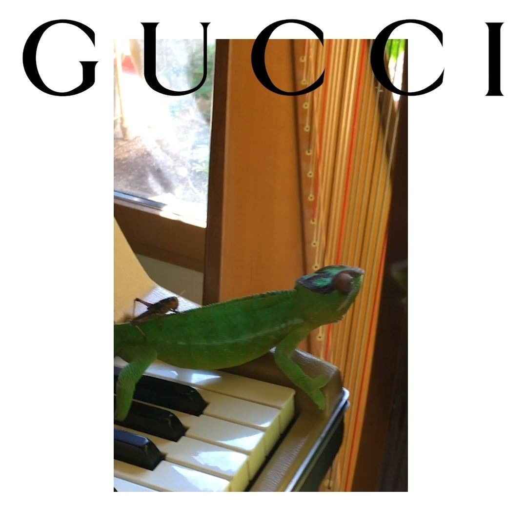 Gucci Official - Scenes recorded by models for #GucciTheRitual inside their own homes. Appearing in the video is the #GucciJackie1961 handbag designed with a non-binary attitude, versatile size and fl...