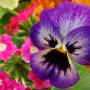 Althea 
