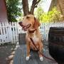 Dixie 