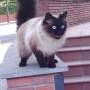Allene 