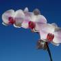 Ofelia 
