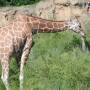 Coralie 