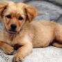 Brandy 